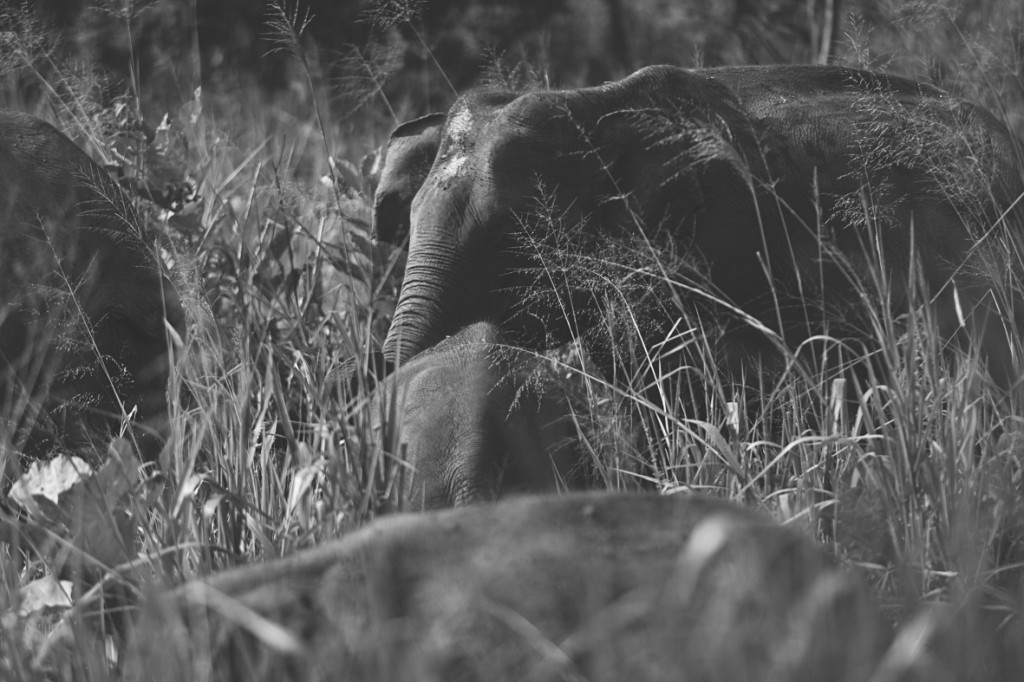 srilanka_30