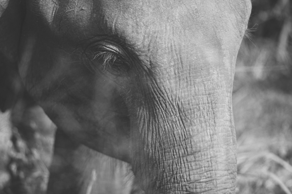 srilanka_31