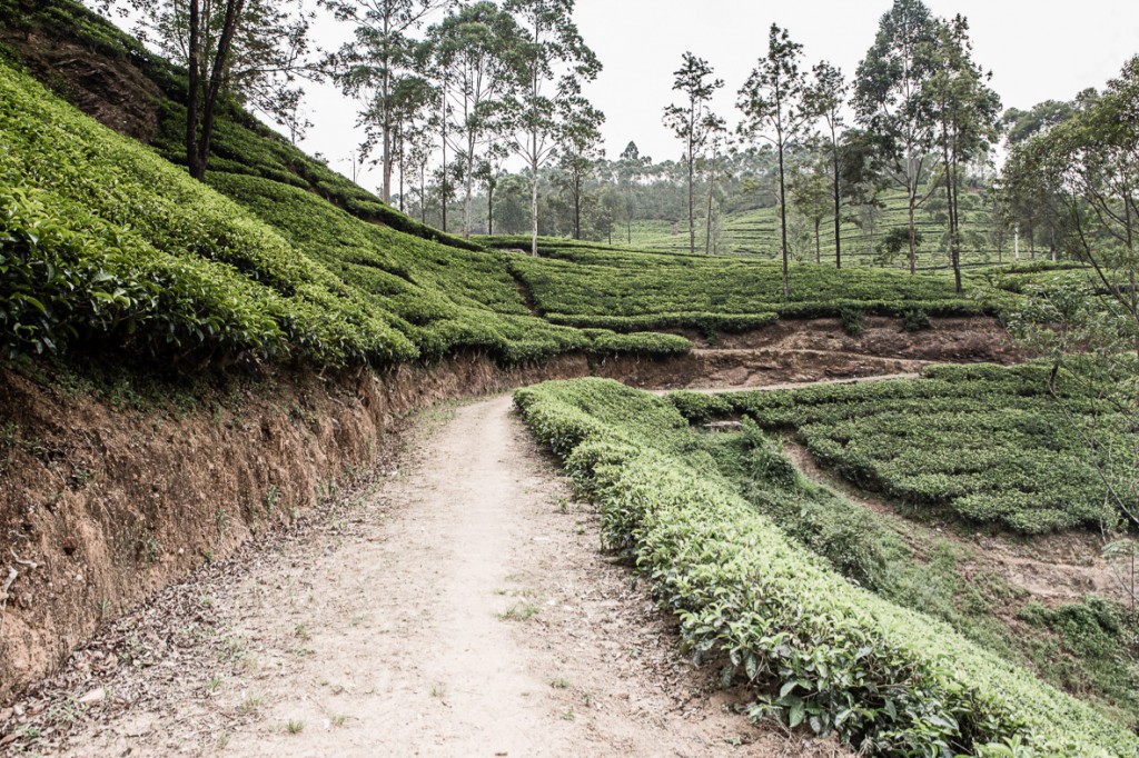 srilanka_33