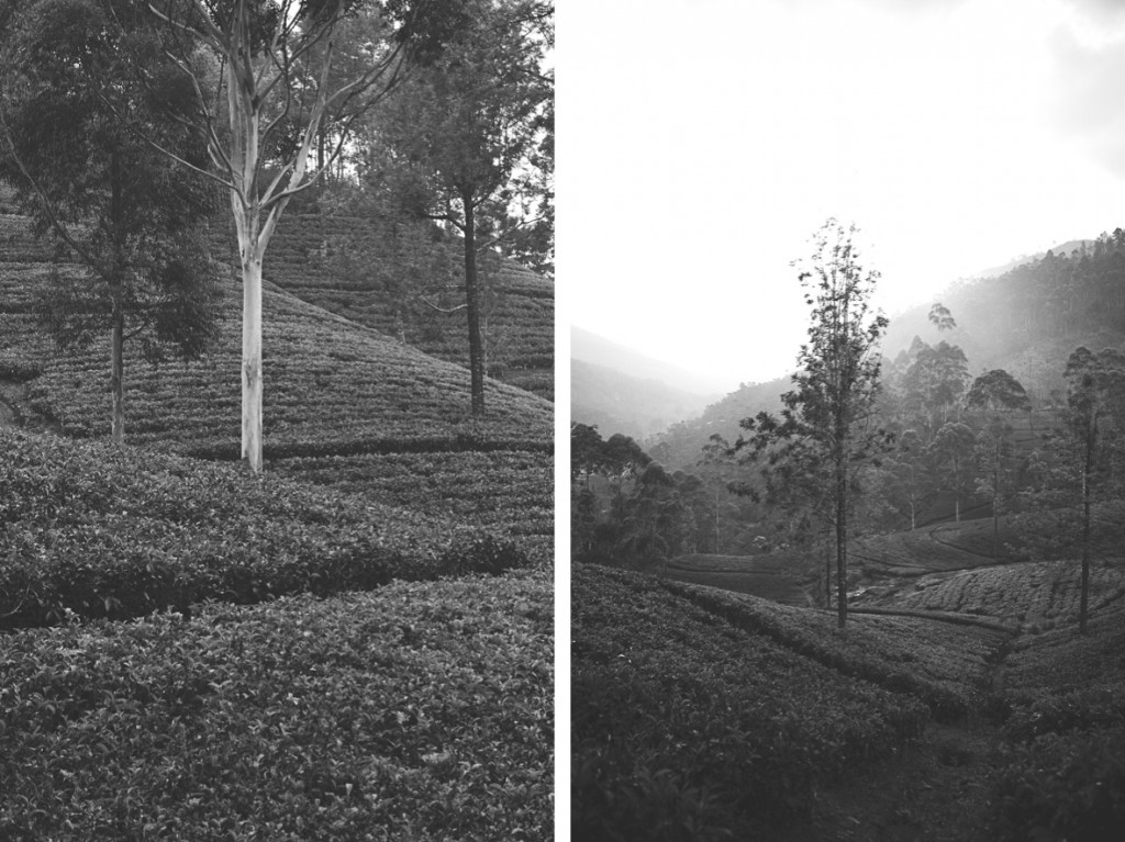 srilanka_36