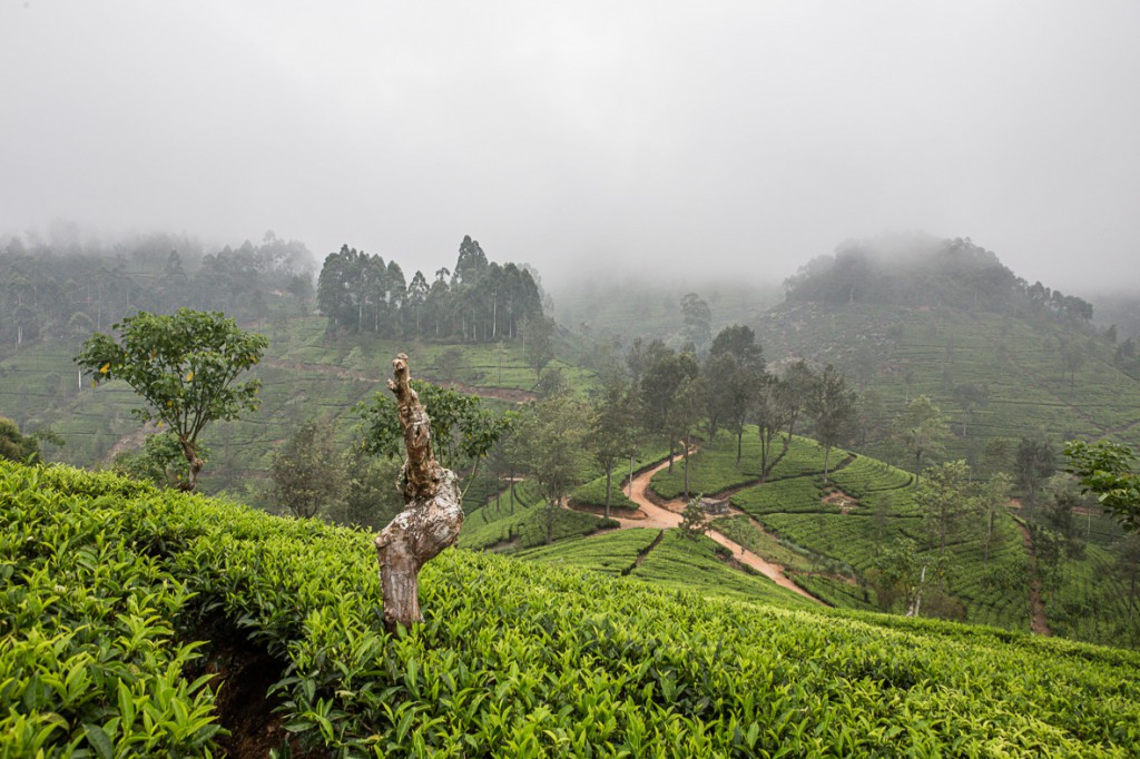 srilanka_37